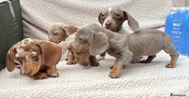 Miniature Dachshund dogs - Advert 7