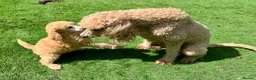 Standard Poodle dogs for sale: KC reg apricot standard poodle boy - Advert 9