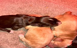 Cocker Spaniel dogs for sale: KC FTCH working cocker spaniel puppy’s  - Image 14