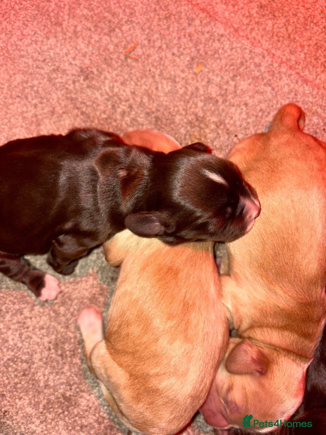 Cocker Spaniel dogs for sale: KC FTCH working cocker spaniel puppy’s  - Image 14