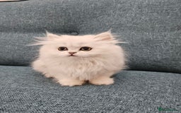 Scottish Fold cats for sale: Excellent Scottish fold kittens  - Image 23