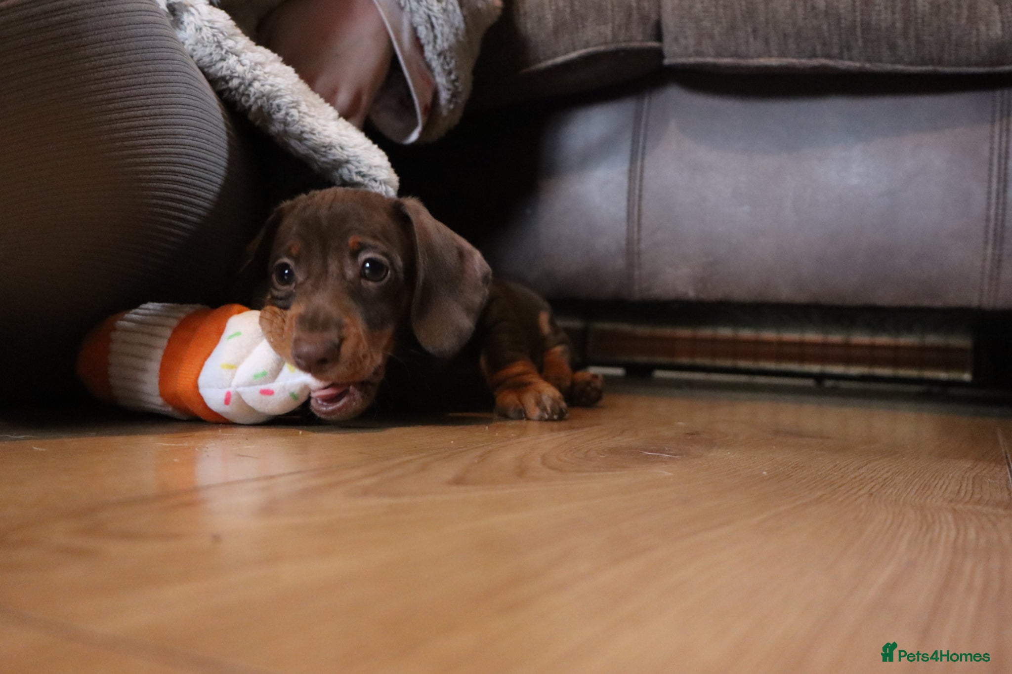 Miniature Dachshund dogs dachshund puppies - Advert 1