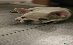 French Bulldog dogs for sale: French bulldog puppies - Image 6