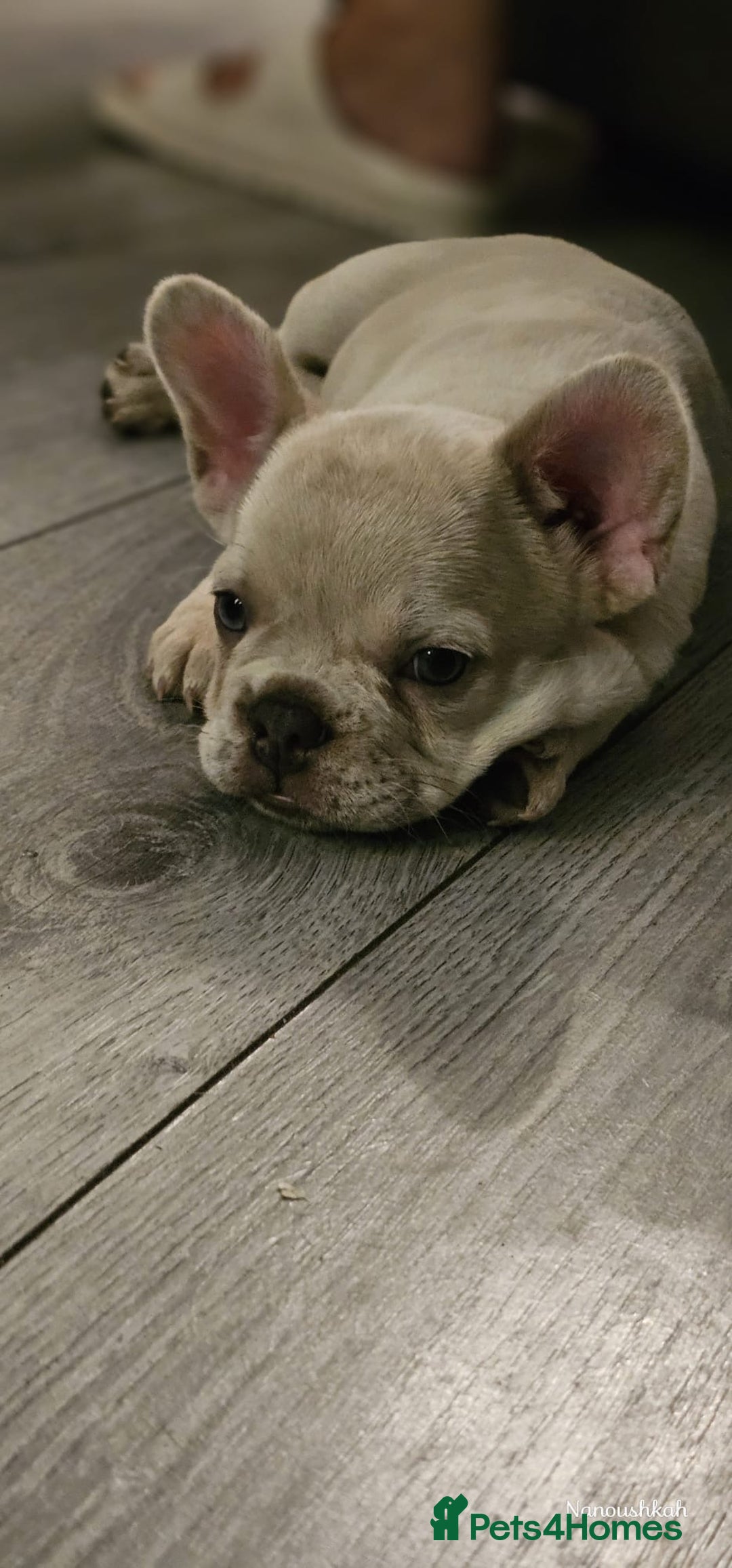French Bulldog dogs for sale: French bulldog puppies - Image 6