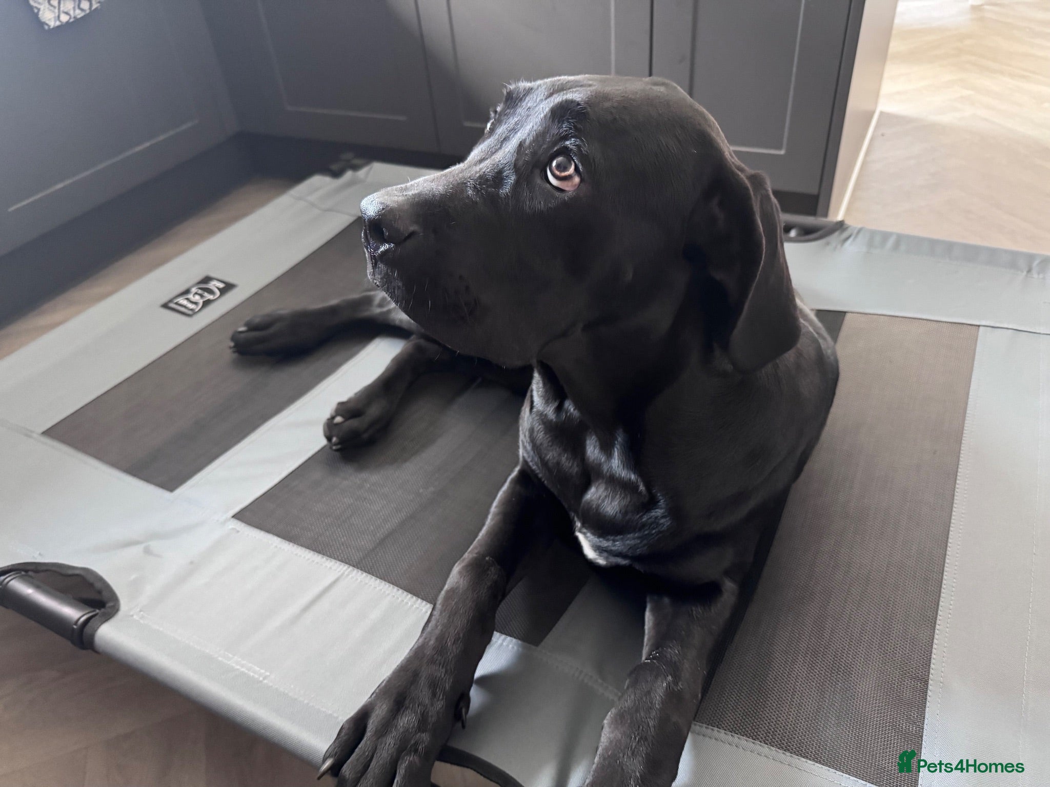 Cane Corso dogs Loving Cane Corso Boy - Advert 6