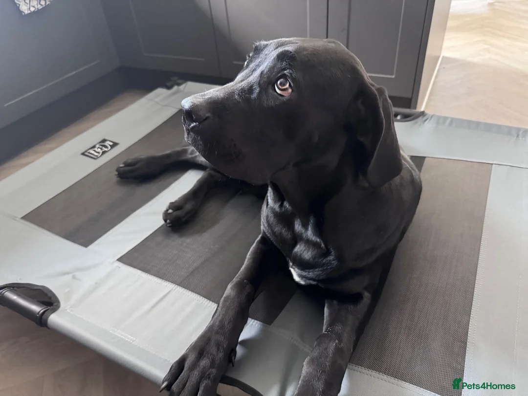 Cane Corso dogs for sale: Loving Cane Corso Boy - Advert 1