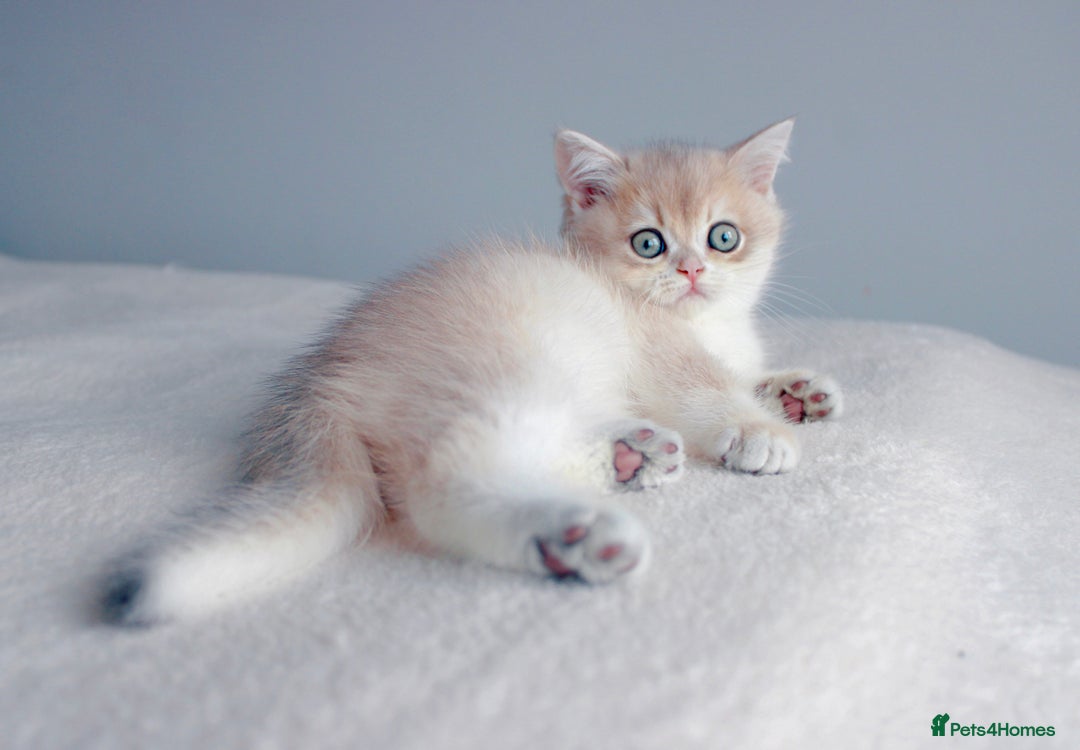 British Shorthair cats for sale: Champion Bloodline Golden Babies  - Image 6