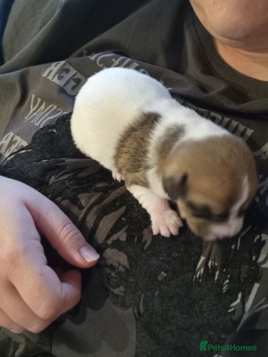 Jack Russell dogs for sale: 6 beautiful Jack russells available  - Advert 14