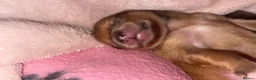 Pomeranian dogs for sale: Pomeranian puppies for sale - Advert 6