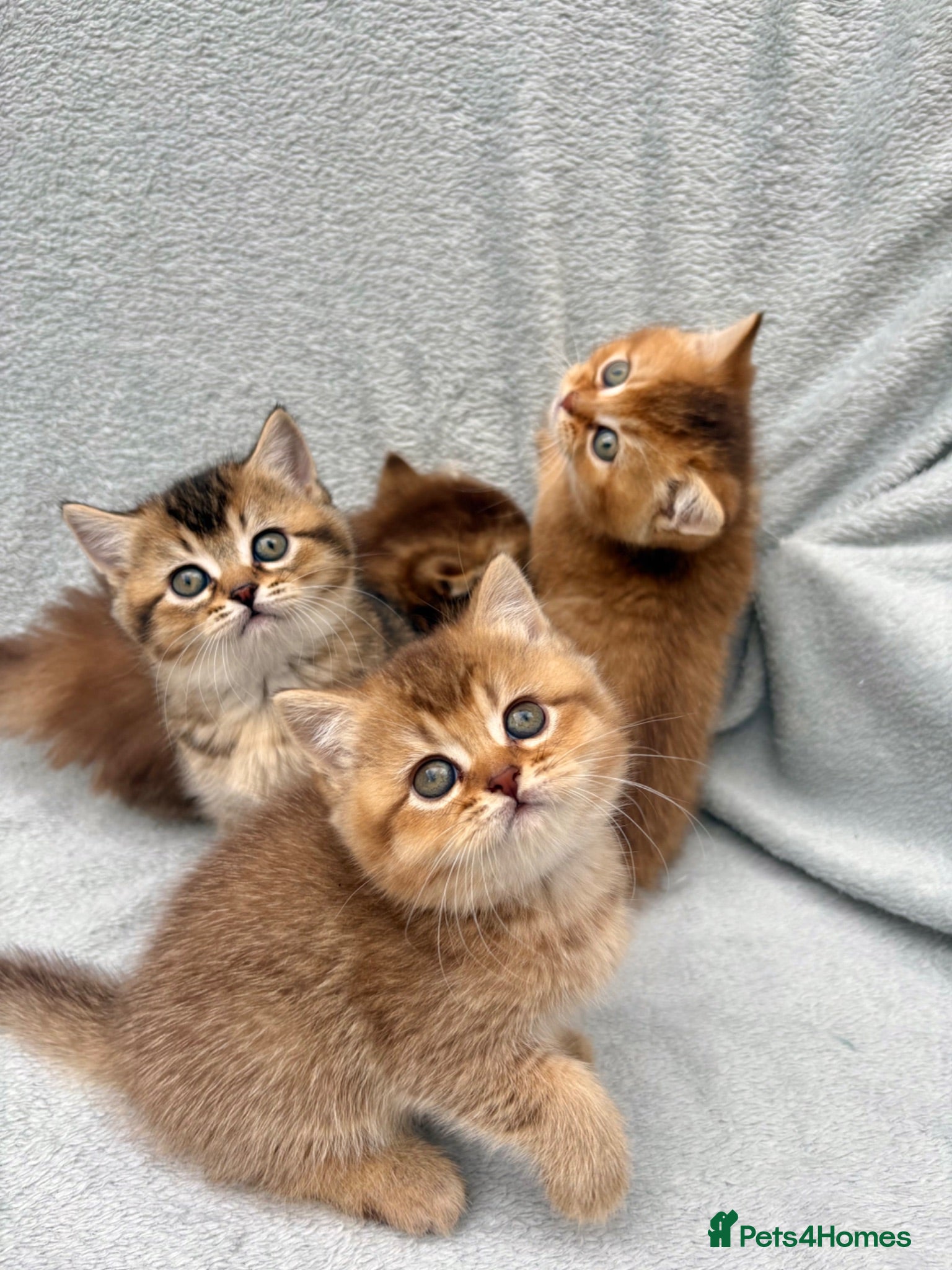 British Shorthair cats for sale: ✨Pedigree golden British shorthair chocolate lilac - Advert 3