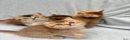 British Shorthair cats for sale: ✨Pedigree golden British shorthair chocolate lilac - Advert 1
