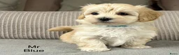 Maltipoo dogs for sale: A BEAUTIFUL ARRAY OF COLOURS AND LOVELINESS  - Advert 29