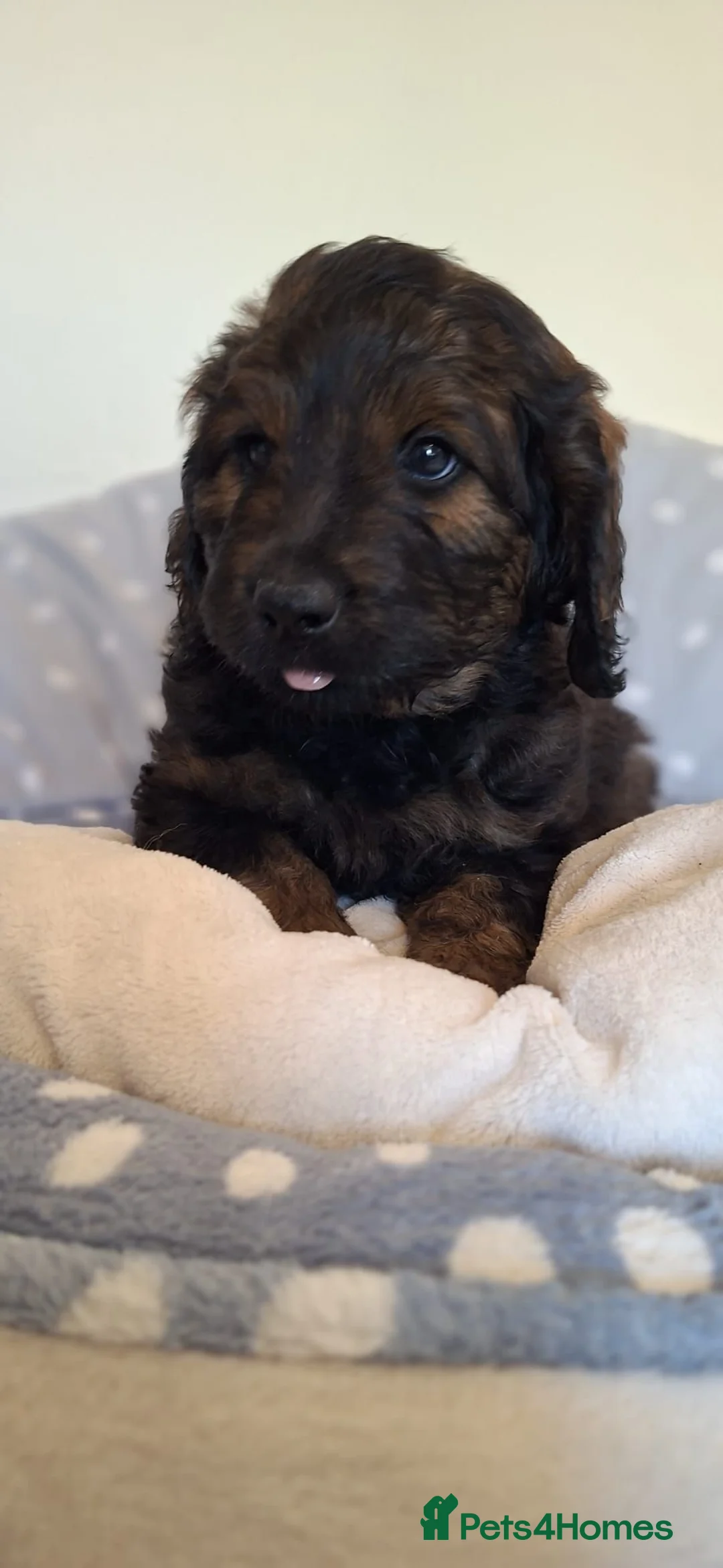 Rottweiler dogs for sale: Rottweiler / Rottidoodle - Advert 1