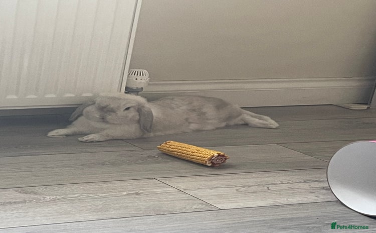 Dwarf Lop rabbits - Advert 2