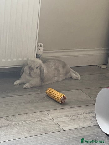 Dwarf Lop rabbits - Advert 3