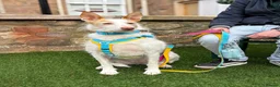Ibizan Hound dogs for adoption: Vivian - gentle, sweet Podenco in Ayr - Advert 6