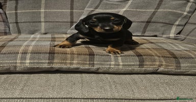 Dachshund dogs - Advert 5