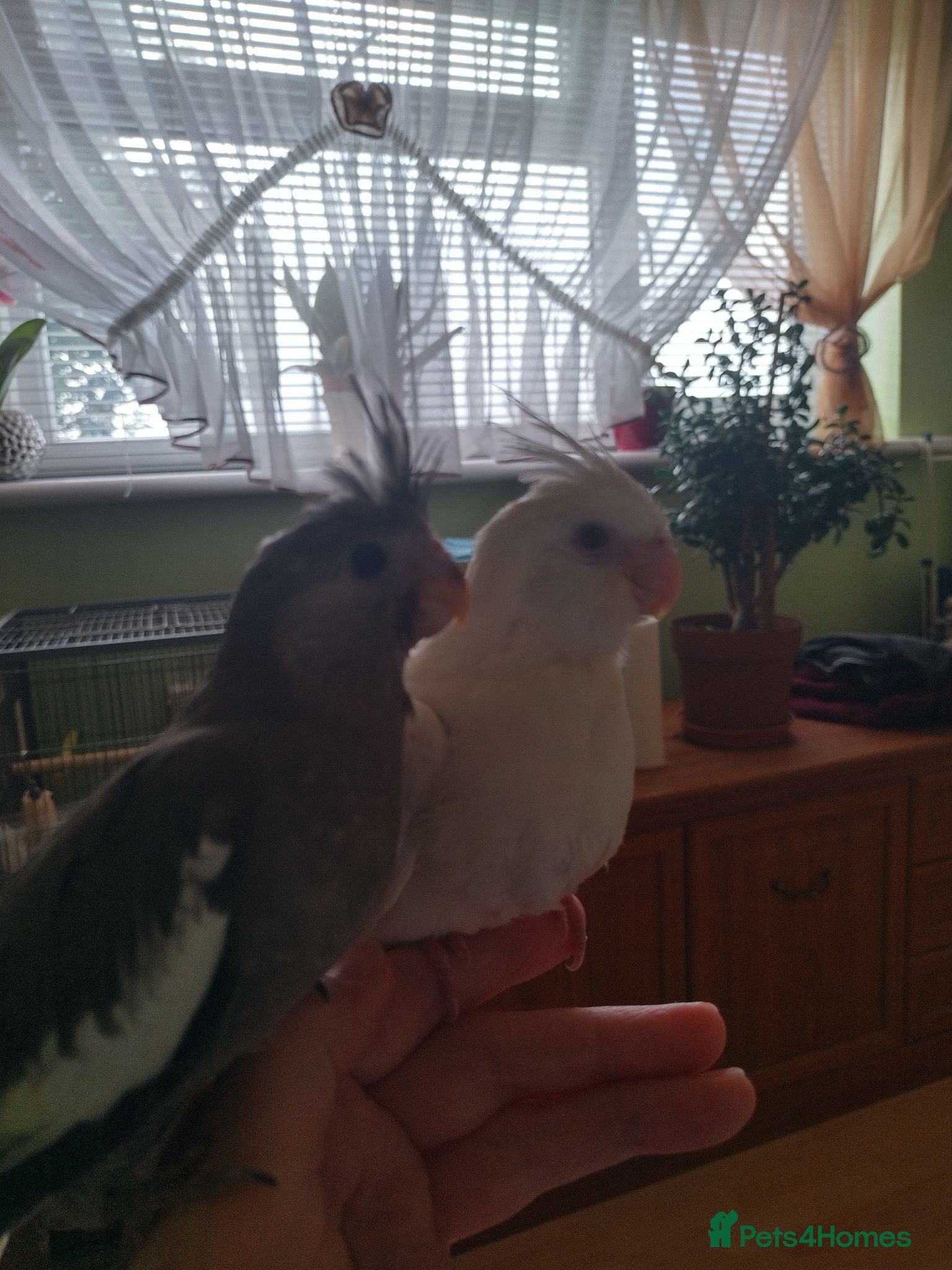 Cockatiels birds For sale  - Advert 16