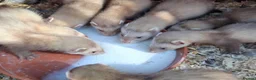 Ferret rodents for sale: 3 small hobs for sale in Folkestone - Advert 2