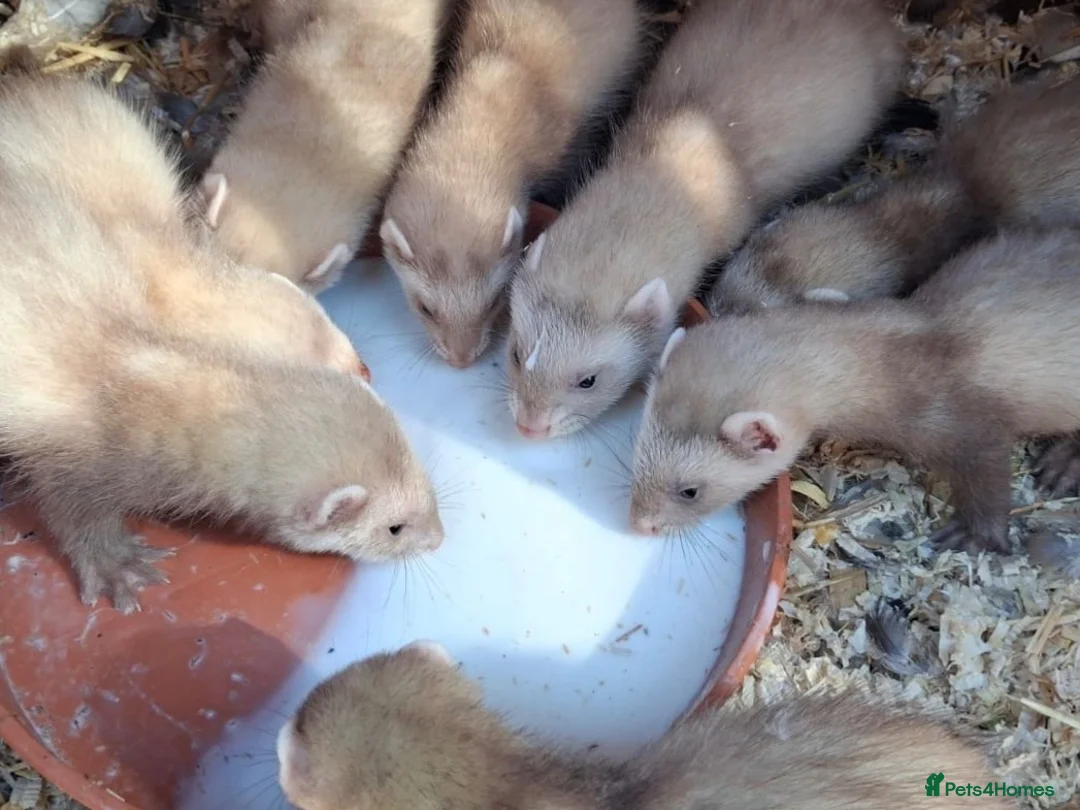 Ferret rodents for sale: 3 small hobs for sale in Folkestone - Advert 2