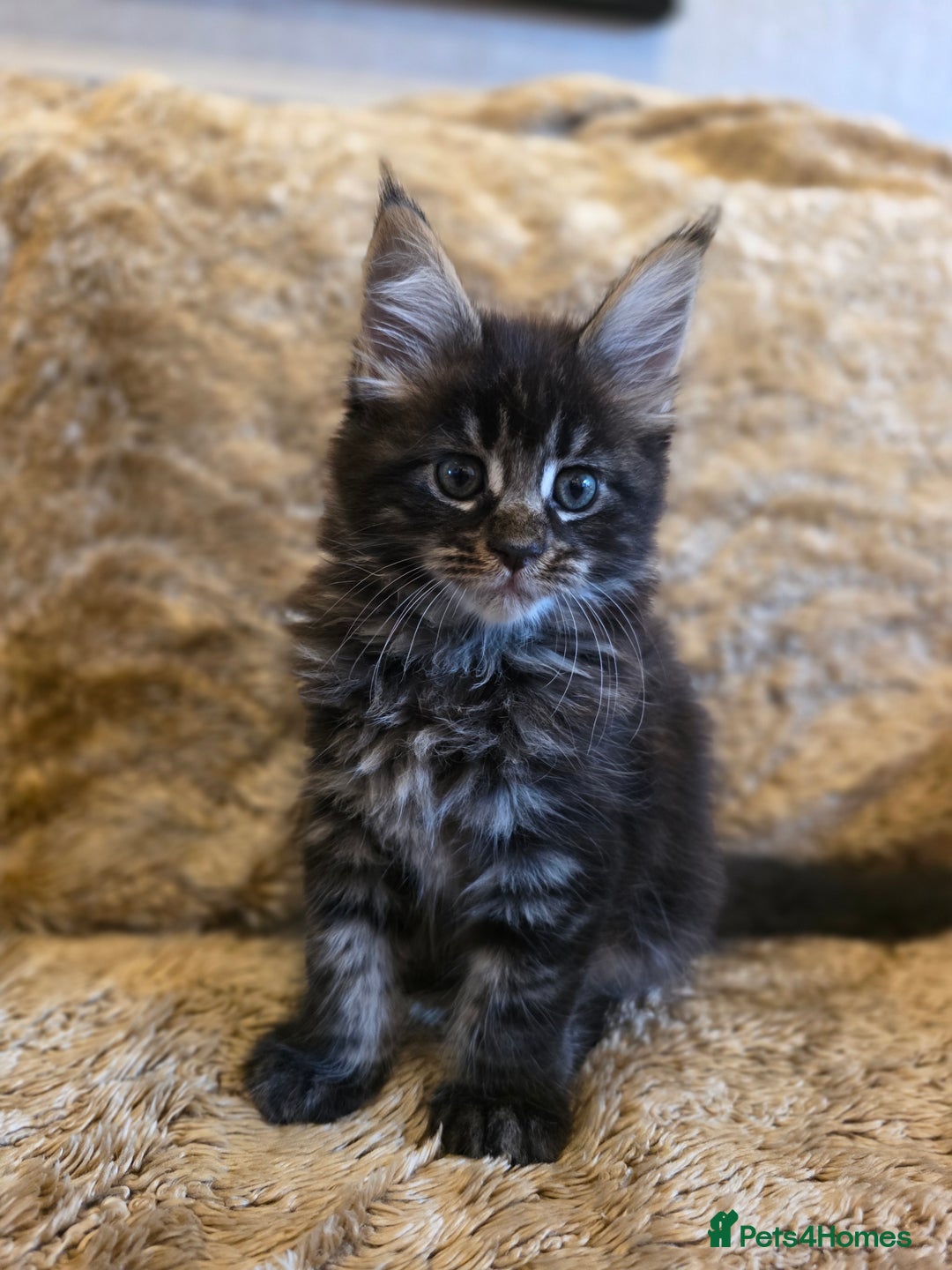 Maine Coon cats for sale: Stunning GCCF Registered Maine Coon kittens  - Image 4