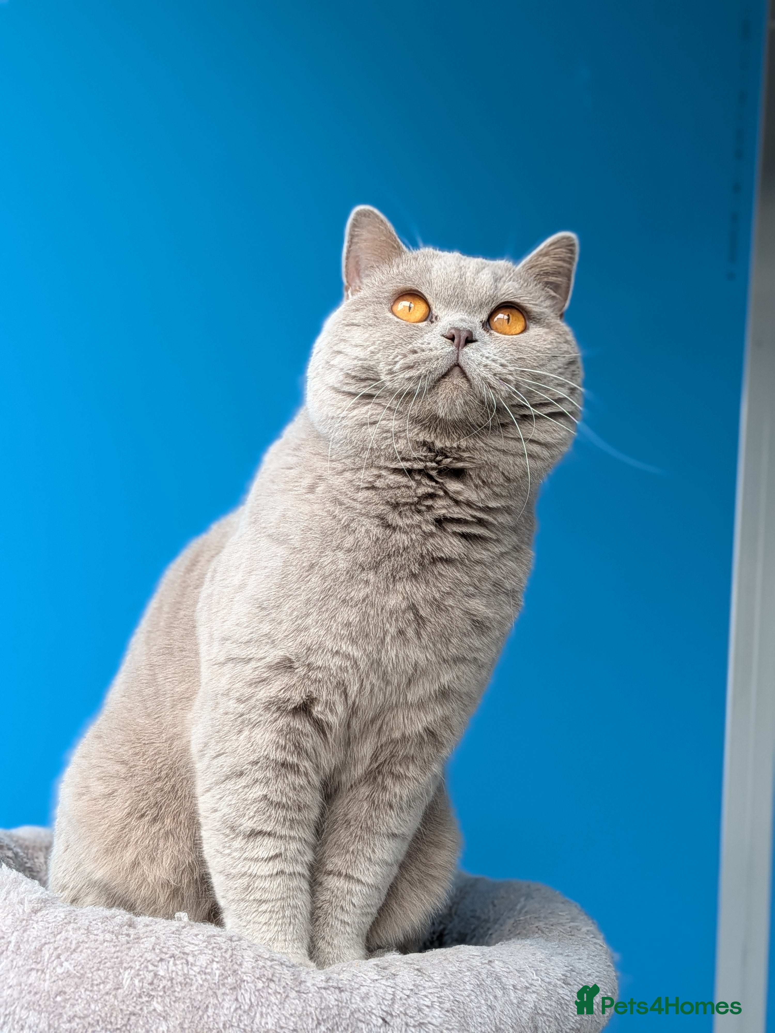 British Shorthair cats Champion 🏆 BSH stud  in Derby - Advert 2