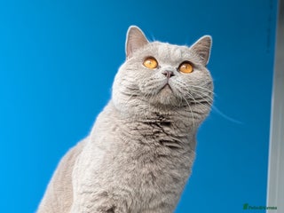 British Shorthair cats in Derby - Advert 17