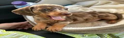 Miniature Dachshund dogs for sale: Beautiful Miniature Dachshund puppy Bella - Advert 1
