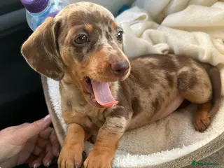 Miniature Dachshund dogs Beautiful Miniature Dachshund puppy Bella - Advert 2