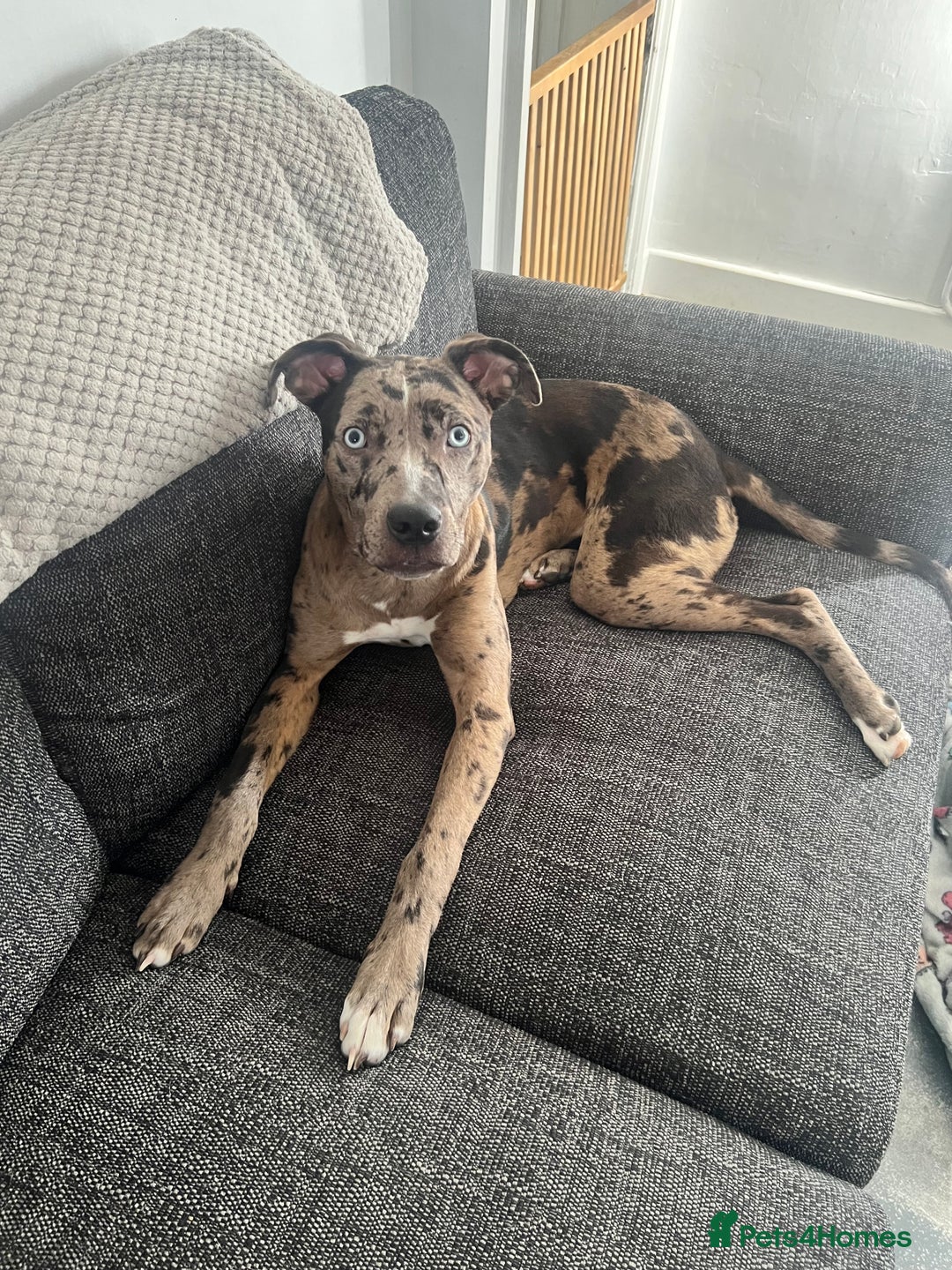 Mixed Breed dogs for sale: Mixed Breed merl Girl - Advert 9