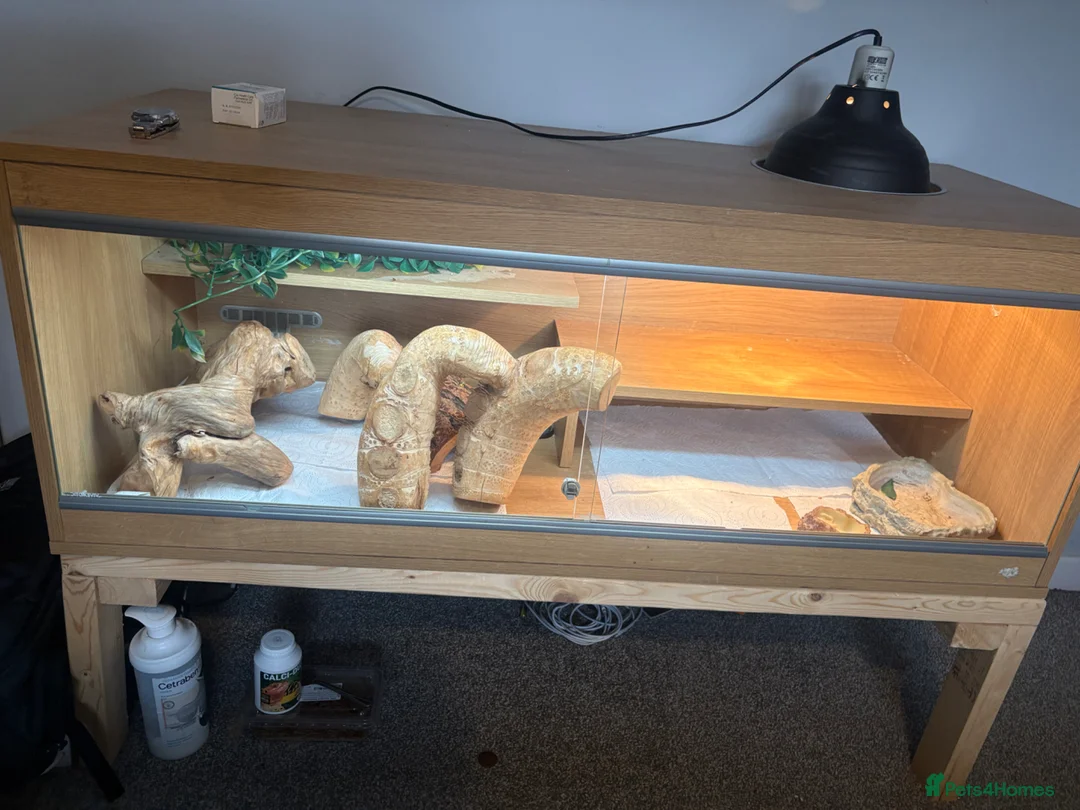 Bearded Dragon reptiles for sale: Bearded dragon  in Huddersfield - Advert 4