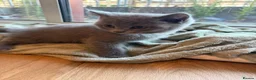 British Shorthair cats for sale: Adorable Purebred British Shorthair Kittens - 9wks - Advert 3
