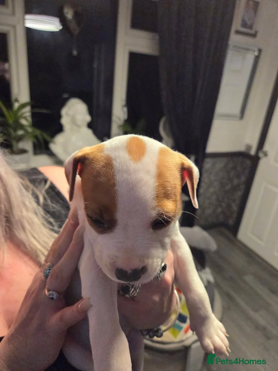Mixed Breed dogs for sale: Irish Staffy x American bulldog puppies  - Advert 8