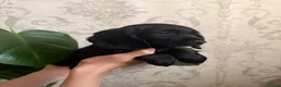 Cocker Spaniel dogs for sale: 4 Remaining Gorgeous Cocker Spaniel puppies.  - Advert 9