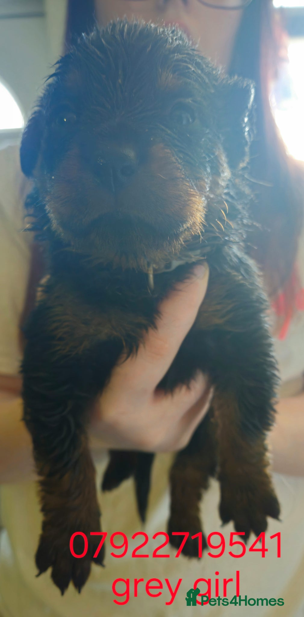 Rottweiler dogs Last female rottweiler pup need forever homes - Advert 1
