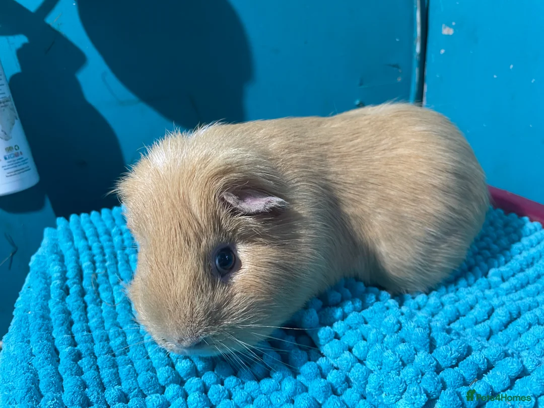 Guinea Pig rodents for sale: Lovely Male Guinea Pig - Advert 2