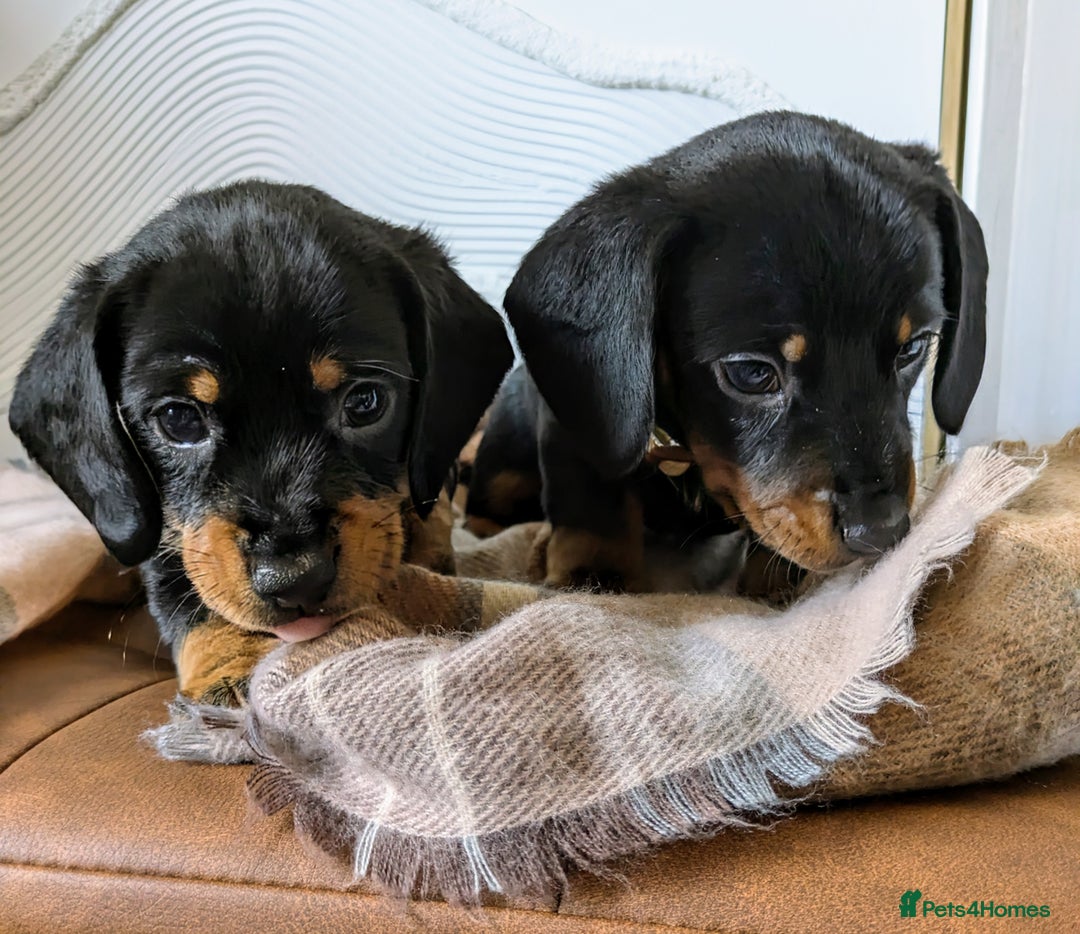 Miniature Dachshund dogs for sale: Miniature Dachshund Puppies  - Image 7