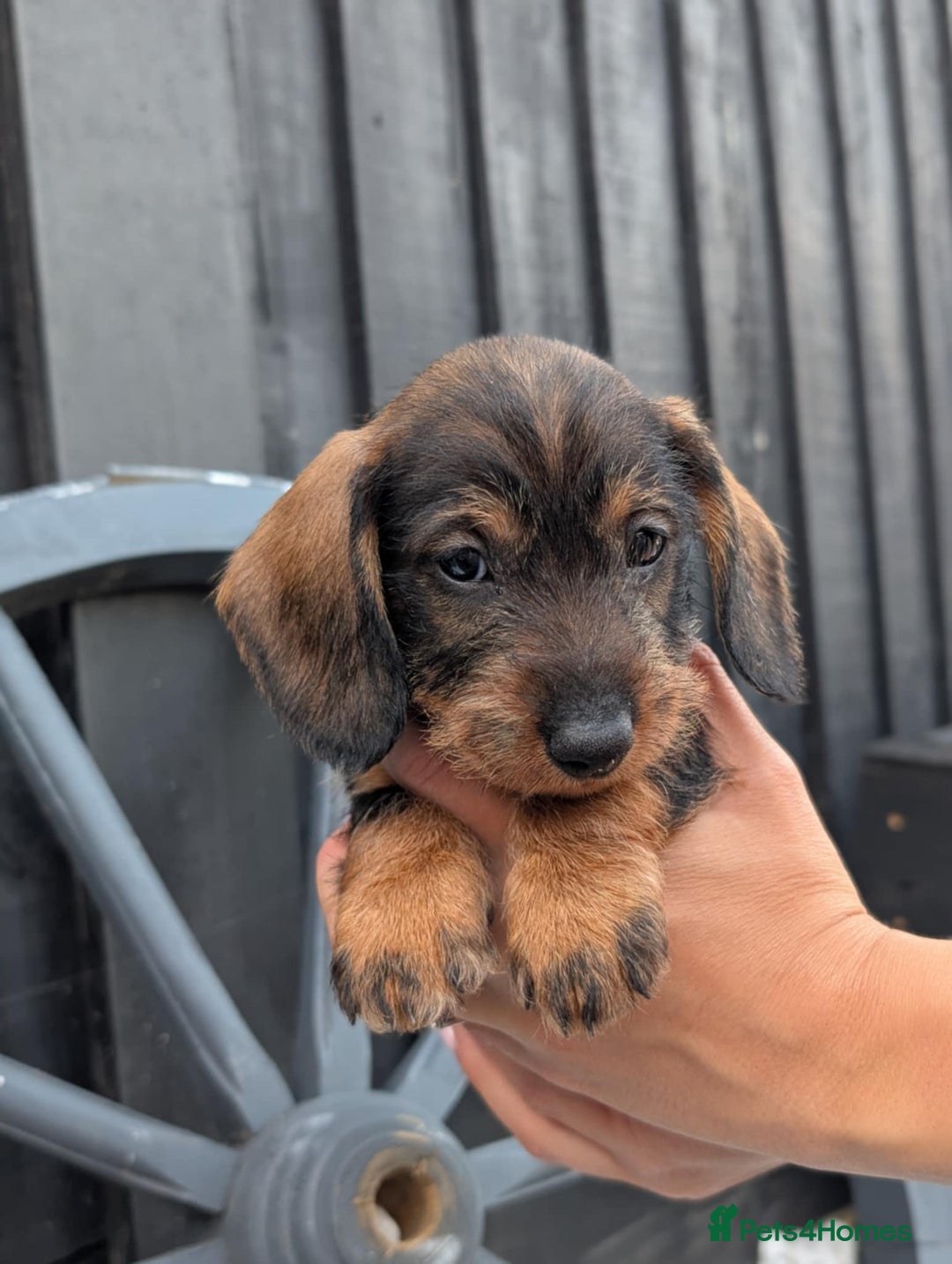 Dachshund dogs for sale: KC Register Standard Wirehaired Dachshund Puppies in Lincoln - Image 16