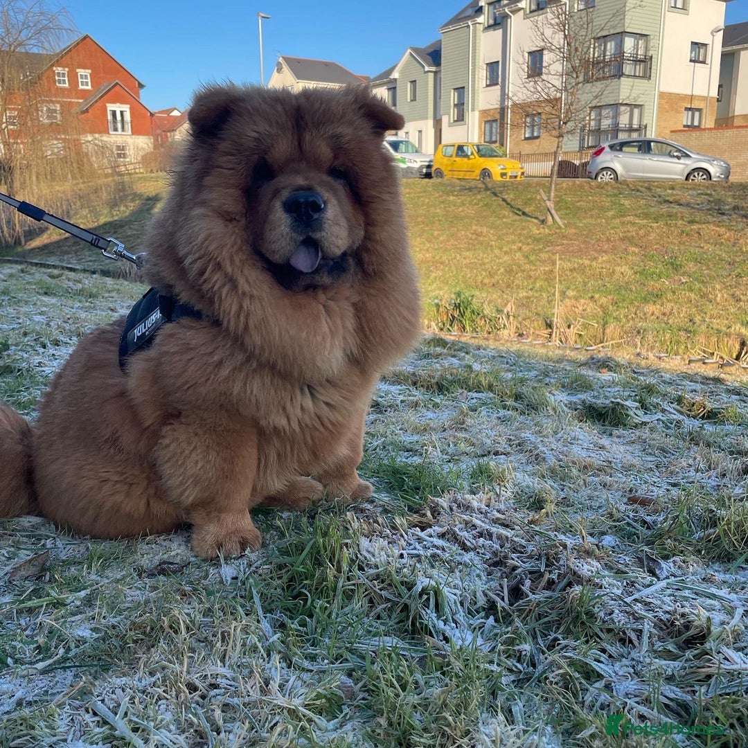 Chow Chow dogs for sale: Chow chow in need of new home  - Image 2