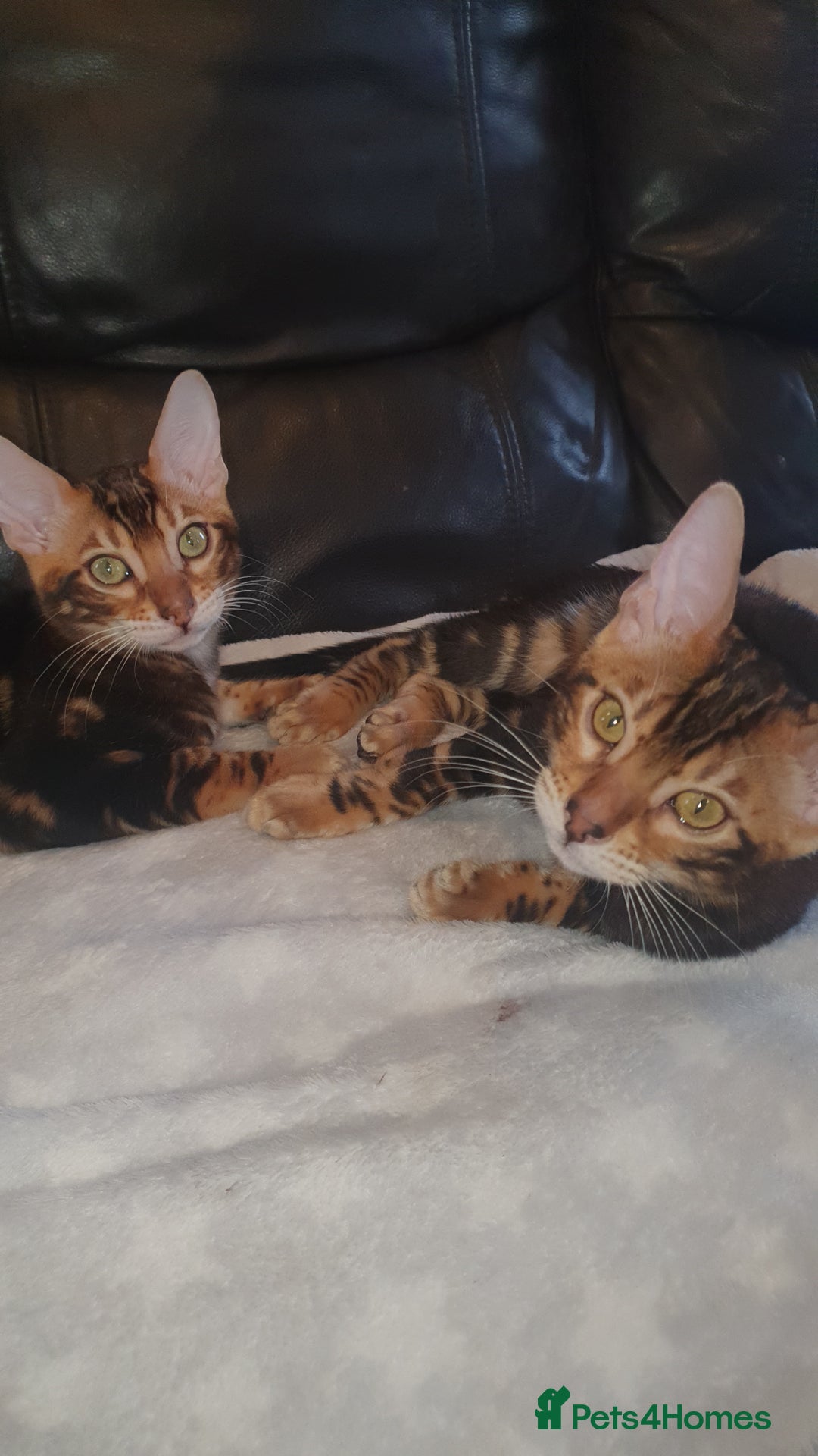 Bengal cats for sale: Pedigree Bengal Kittens - Advert 10