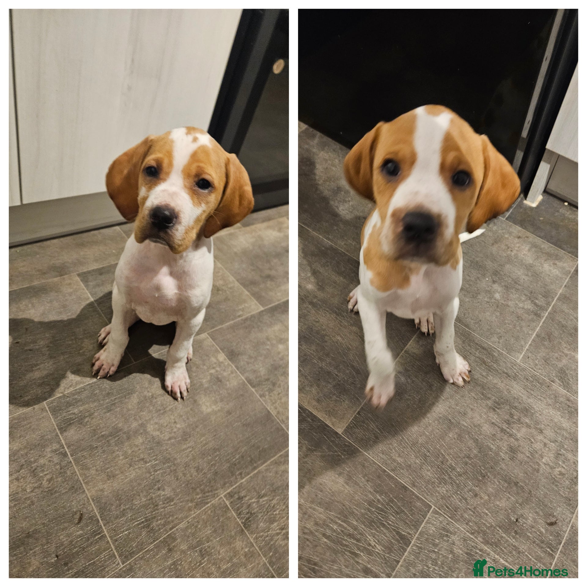 Pointer dogs English pointers ready 19th February!!!!! - Advert 7