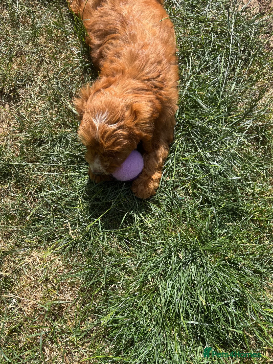 Cockapoo dogs for sale: Female cockapoo looking for loving home  - Advert 2