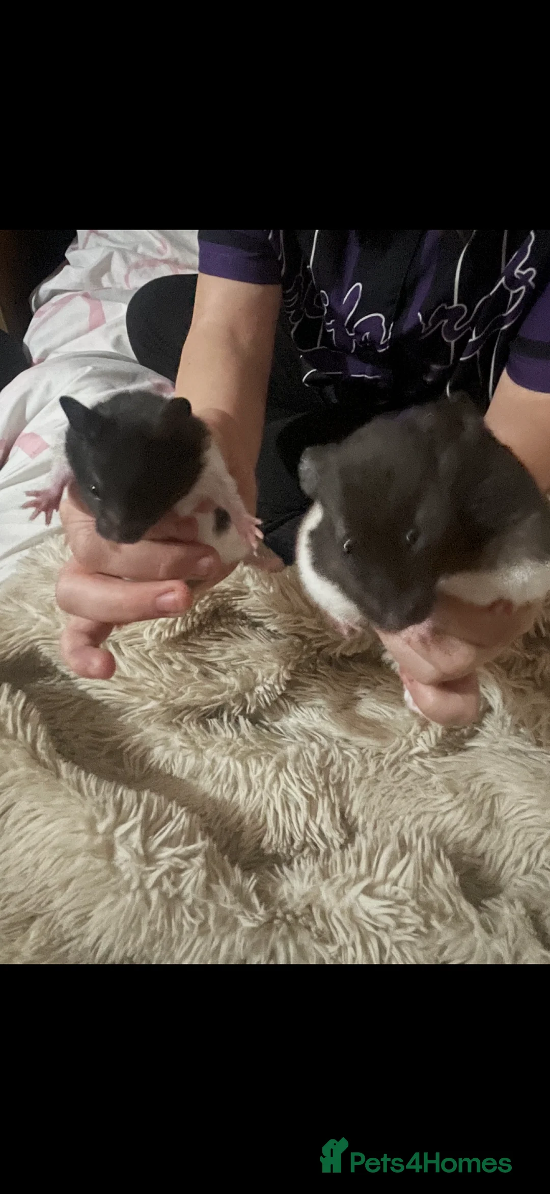 Hamster rodents for sale: Syrian hamsters - Advert 3