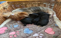 Yorkshire Terrier dogs for sale: Black Onyx Yorkie ready to Reserve 🖤 - Image 10