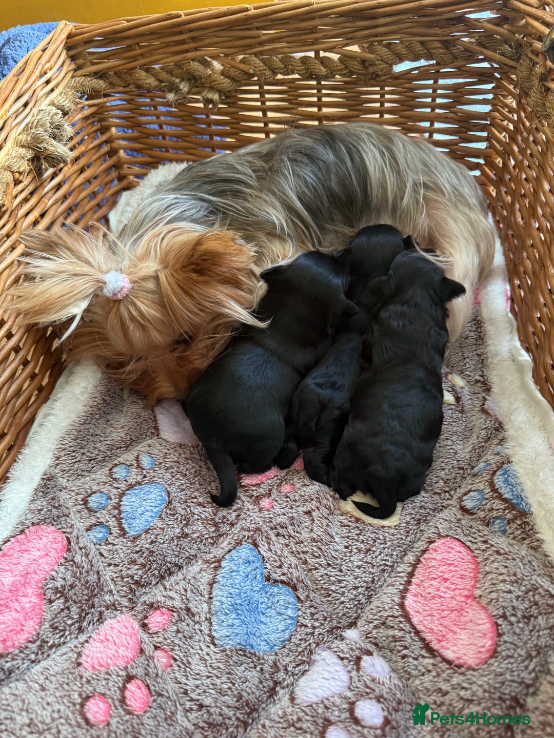 Yorkshire Terrier dogs for sale: Black Onyx Yorkie ready to Reserve 🖤 - Image 10