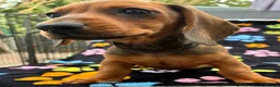 Dachshund dogs for sale: Dachshund Puppies ready for their forever homes - Advert 38