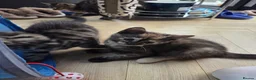 Mixed Breed cats for sale: 🐾 Beautiful Tabby Kittens Ready to Melt You Heart - Advert 33