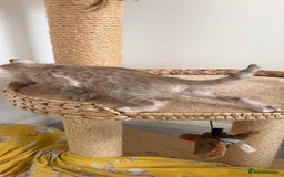 Bengal cats for sale: Pure Bengal Kittens, Ready NOW  - Image 10