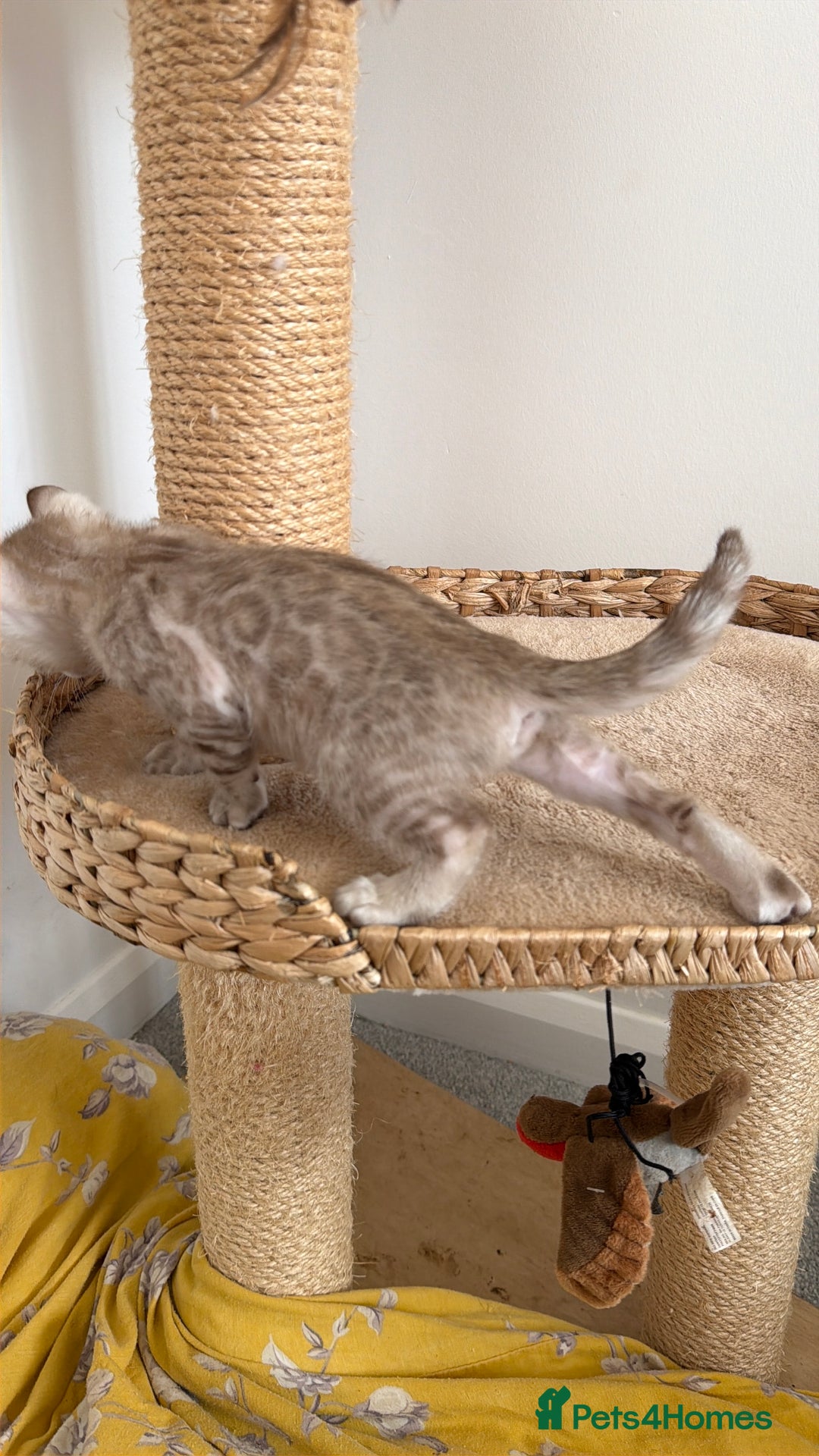 Bengal cats for sale: Pure Bengal Kittens, Ready NOW  - Image 10
