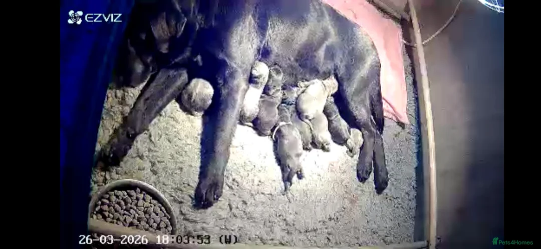 Labrador Retriever dogs for sale: KC registered charcoal and silver Labrador pups - Advert 2